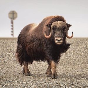 Meet your Posher, Joseph